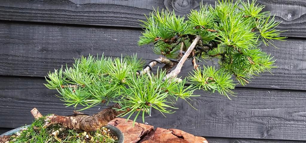 Prachtige Bonsai Larix Decidua, Tuin en Terras, Volle zon, Vaste plant, Bloeit niet, Ophalen