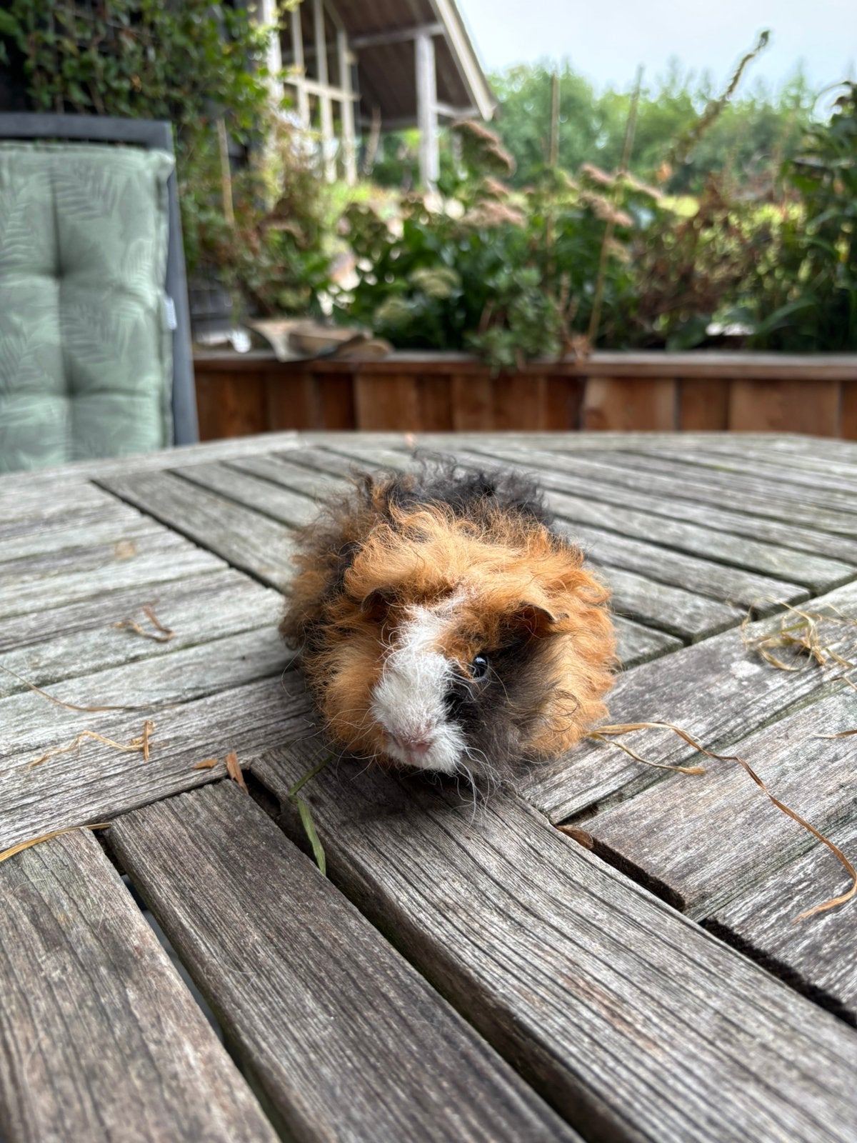 Lunkarya cavia’s beertje/zeugjes, Juli, Meerdere dieren, Cavia