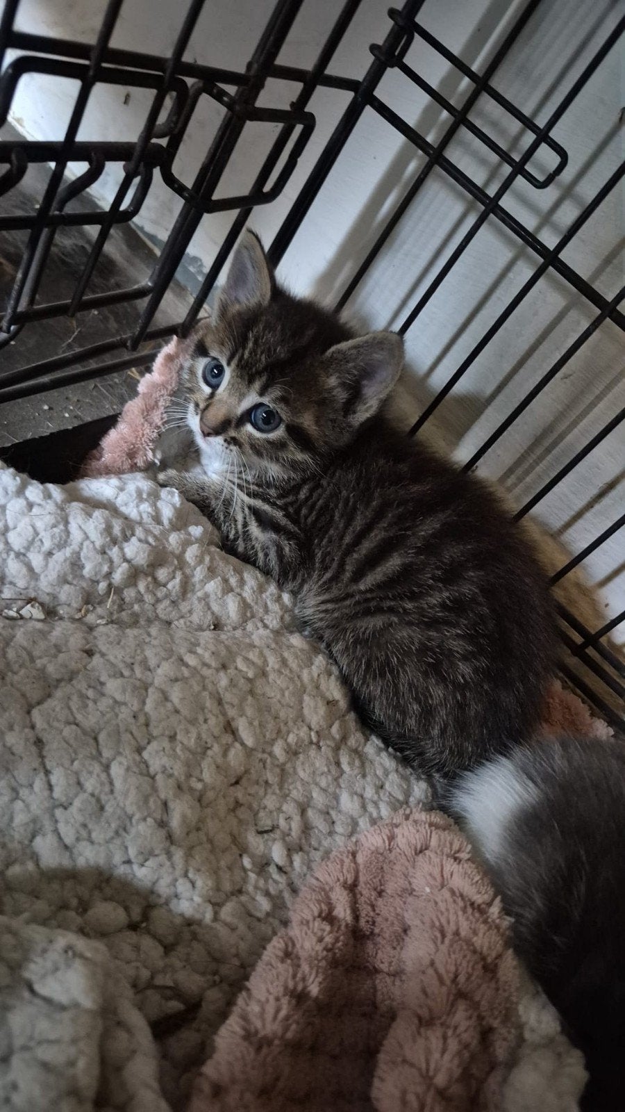 Mooie lieve cyperse katertje, Dieren en Toebehoren