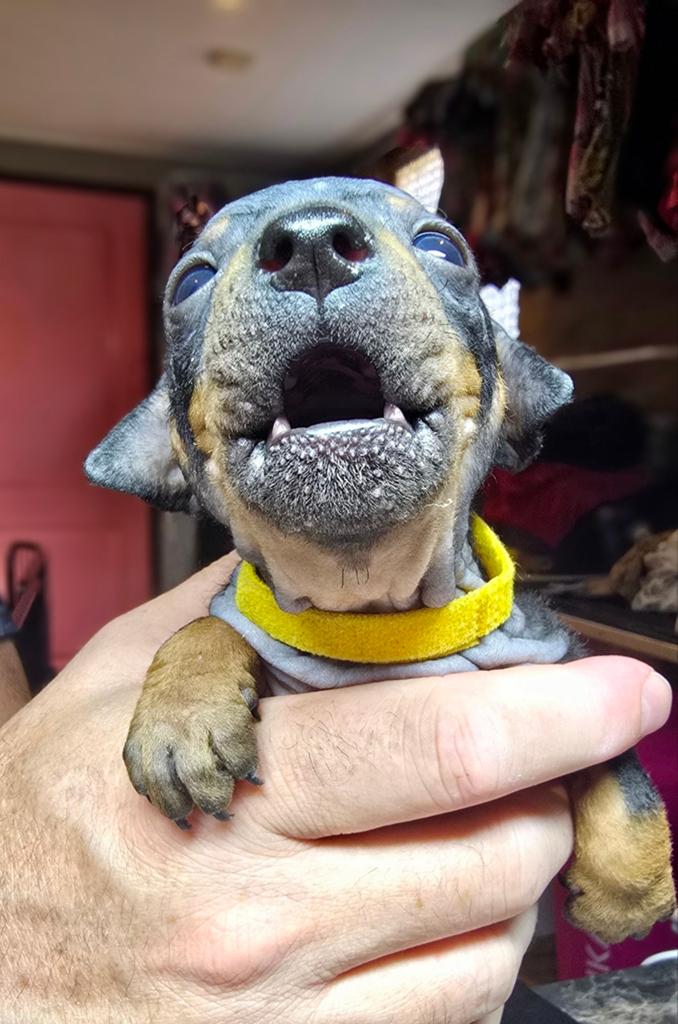 American Hairless Terriër/ Amerikaanse Naakthond, Overige rassen, 8 tot 15 weken, Meerdere, Meerdere dieren