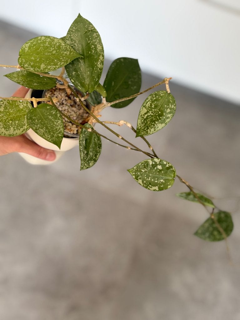 Hoya Acuta Heartshape Splash, Bloeiende kamerplant, Ophalen of Verzenden, Halfschaduw, Minder dan 100 cm