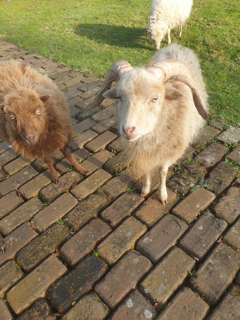 Ouessant rammetje, Dieren en Toebehoren, Mannelijk, Schaap