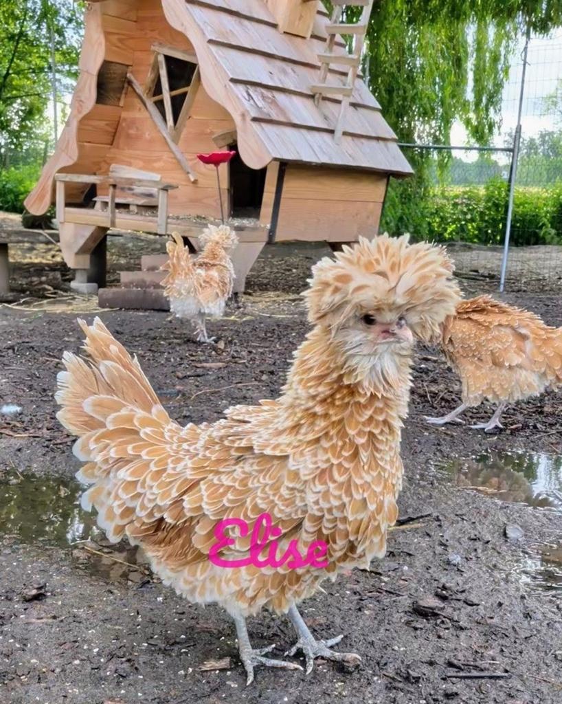 Broedeieren padua geel wit gezoomd krul kippen, Dieren en Toebehoren, Pluimvee, Geslacht onbekend, Kip
