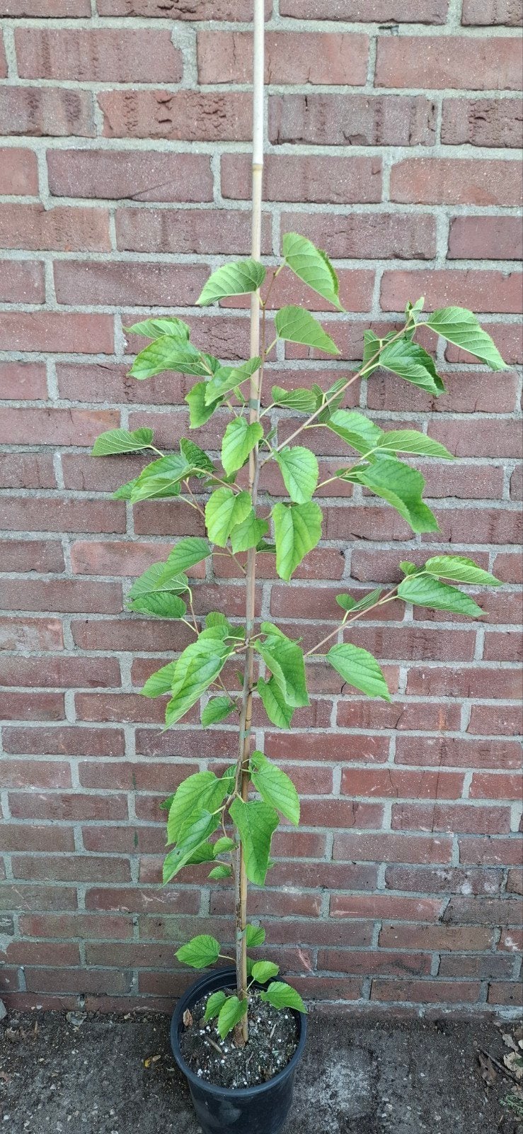 Morus alba, nigra, Moerbei diverse soorten, Tuin en Terras, Ophalen, Lente