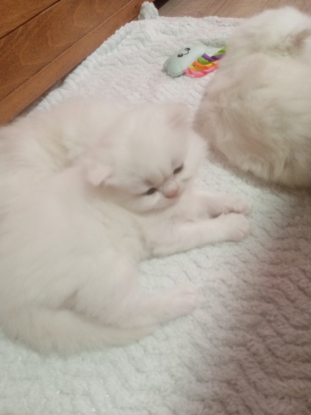 Britse langhaar kittentjes beige 550€, Meerdere dieren, Ontwormd, 0 tot 2 jaar