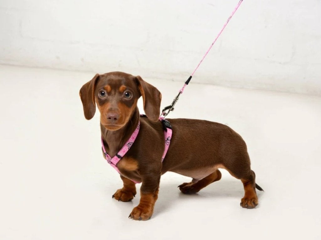ROGZ Yip Yap Puppy Harnas / Hondentuigje Roze Borst 28-47 cm, Ophalen of Verzenden, Nieuw, Hondentuig