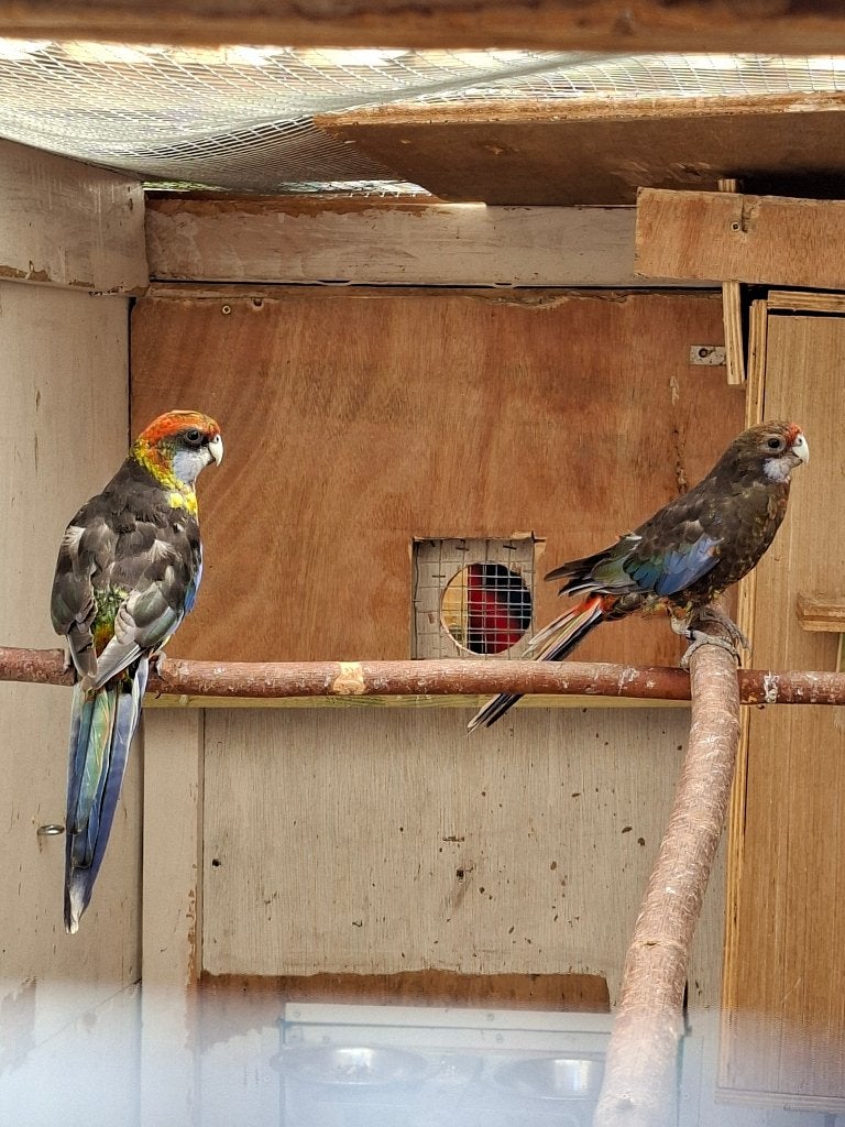 Koppel rosella, Dieren en Toebehoren, Vogels | Parkieten en Papegaaien, Meerdere dieren, Parkiet, Geringd