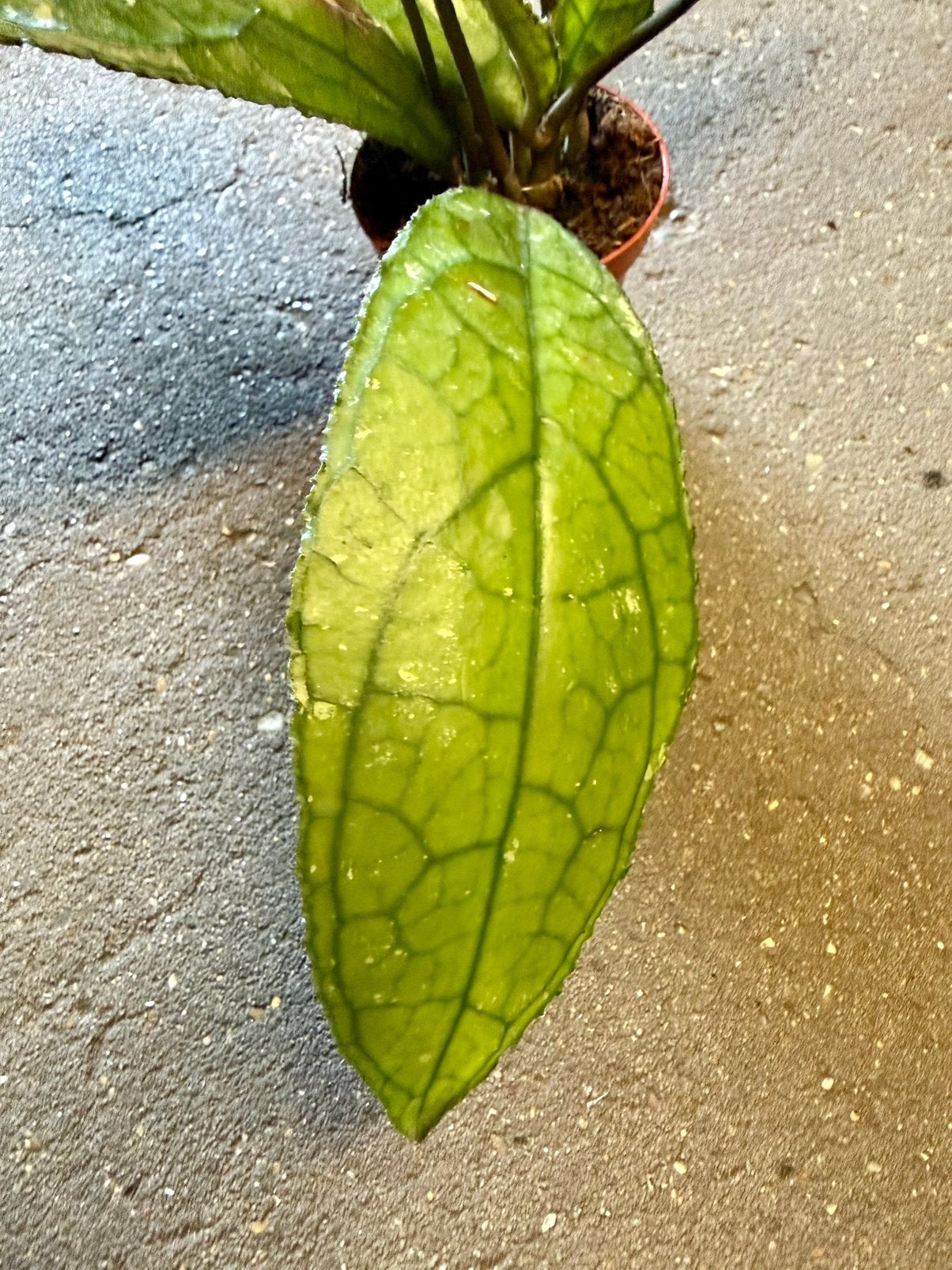 Hoya Clemensorium Dark leaf p9, Ophalen of Verzenden