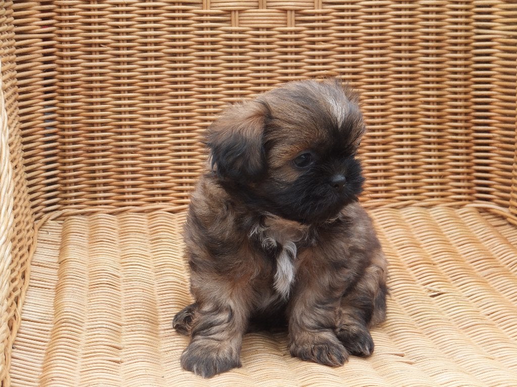 BOOMER PUPS Maltezer x Shih tzu, Maltezer, Nederland, 8 tot 15 weken, Meerdere