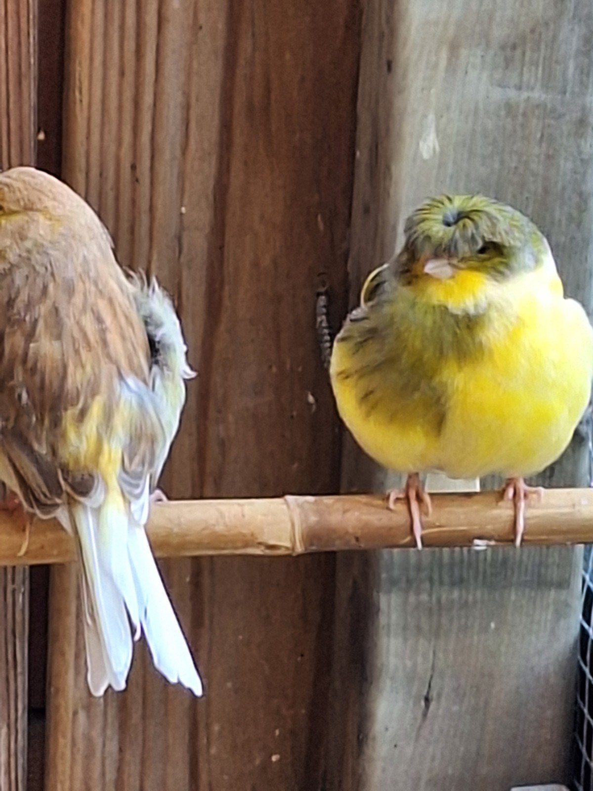 Gloster kanaries, Dieren en Toebehoren, Vogels | Kanaries, Meerdere dieren