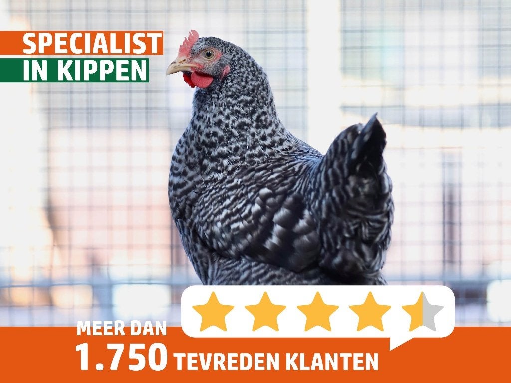 Sussex kippen | Koekoeks kleurslag | Goede legger
