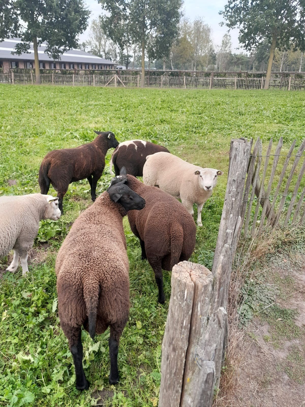 dekrammen, Dieren en Toebehoren, Mannelijk, Schaap, 0 tot 2 jaar