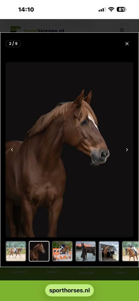 Merrie 7 jr 1.69, Dieren en Toebehoren, Paarden, Merrie, Recreatiepaard