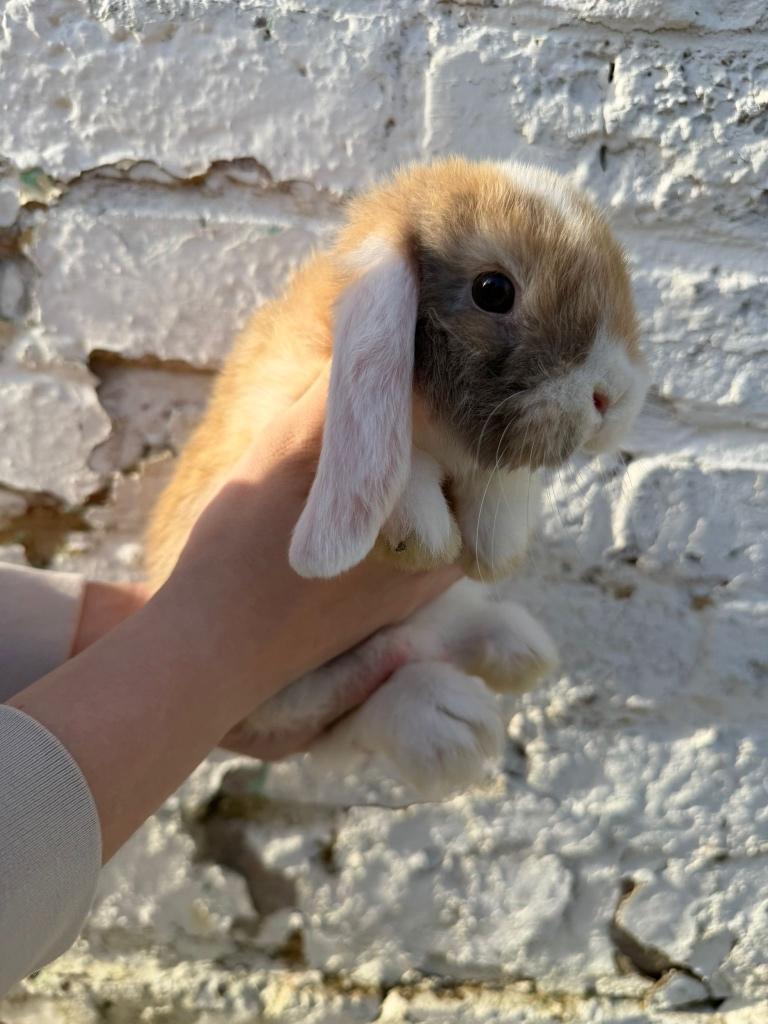 Dwergkonijn voedstertje, Dieren en Toebehoren, Vrouwelijk, Dwerg, Hangoor, 0 tot 2 jaar