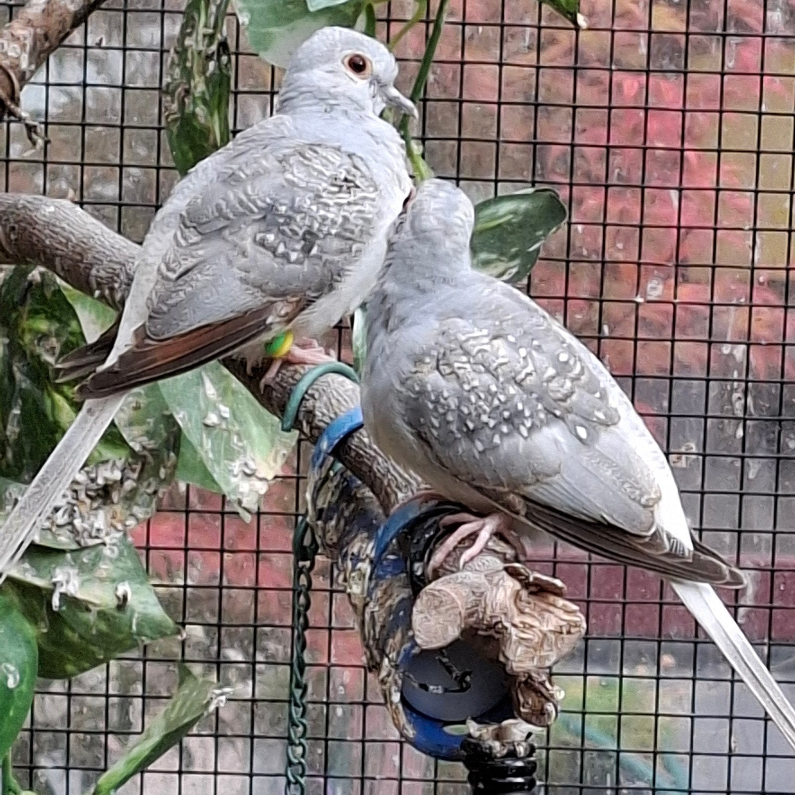 diamant duifjes, Meerdere dieren
