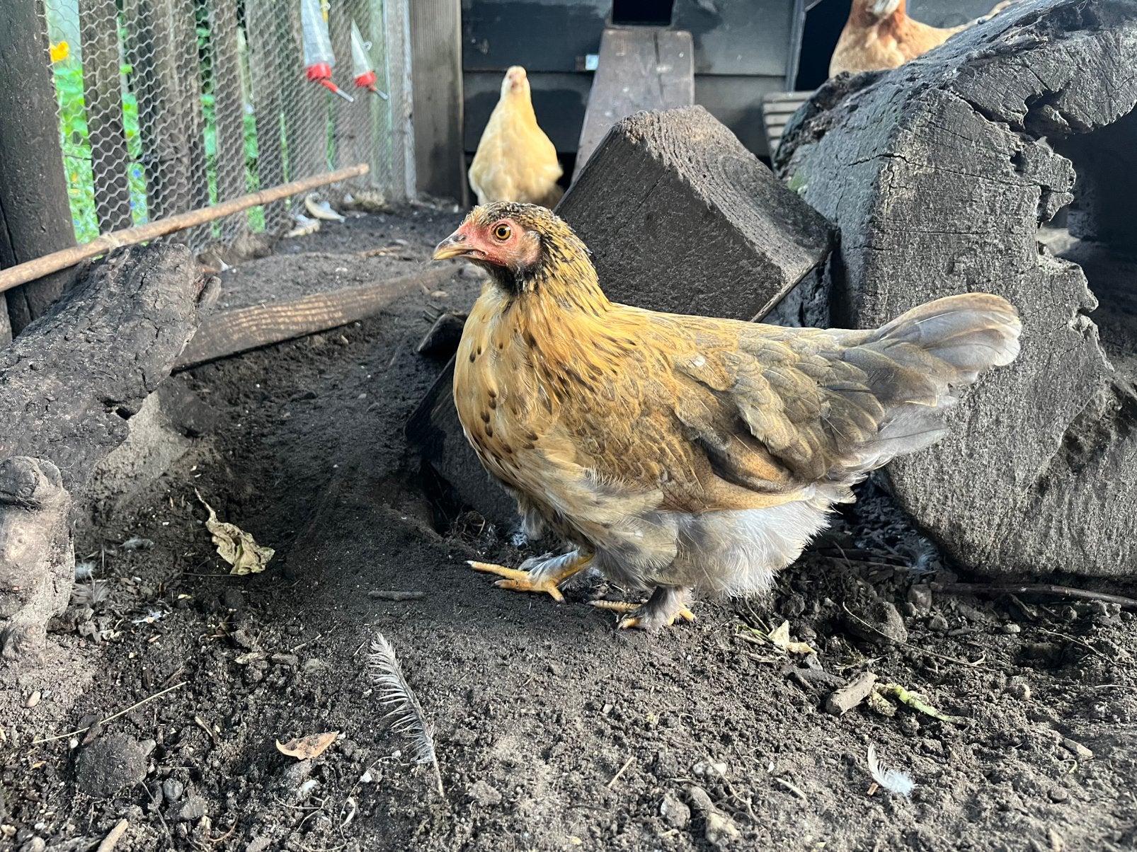 Wyandotte kriel kip, Dieren en Toebehoren, Pluimvee, Vrouwelijk, Kip