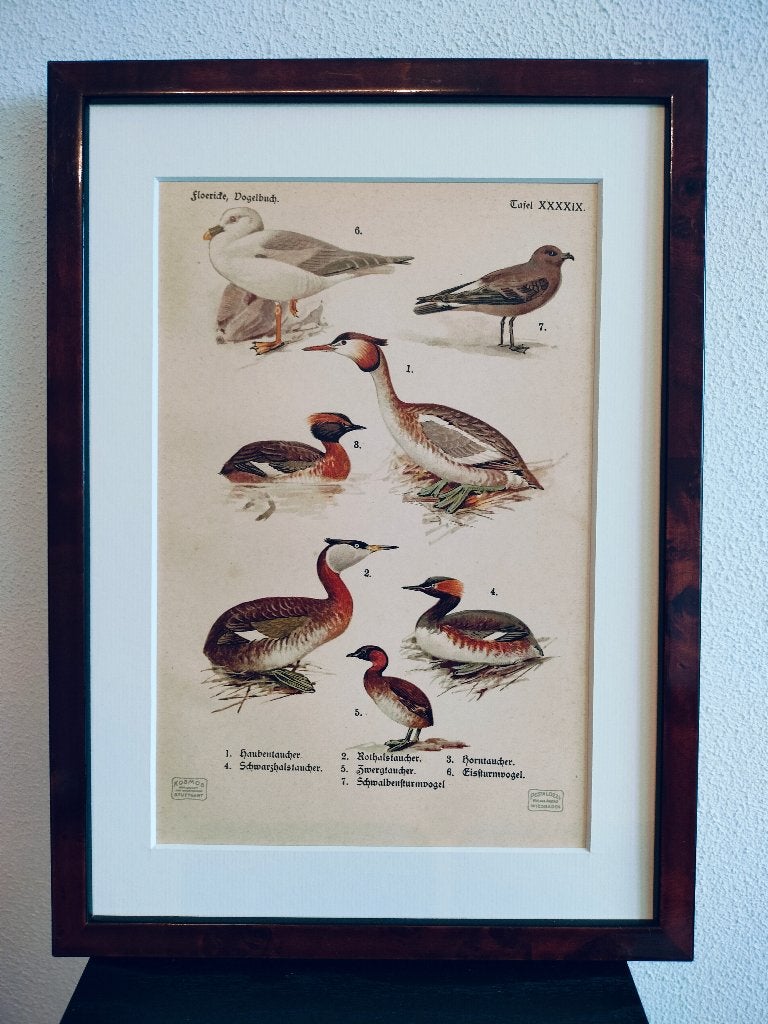 Litho Floericke Vogels Kokmeeuw Fuut Doodaar 1922, Antiek en Kunst, Ophalen of Verzenden