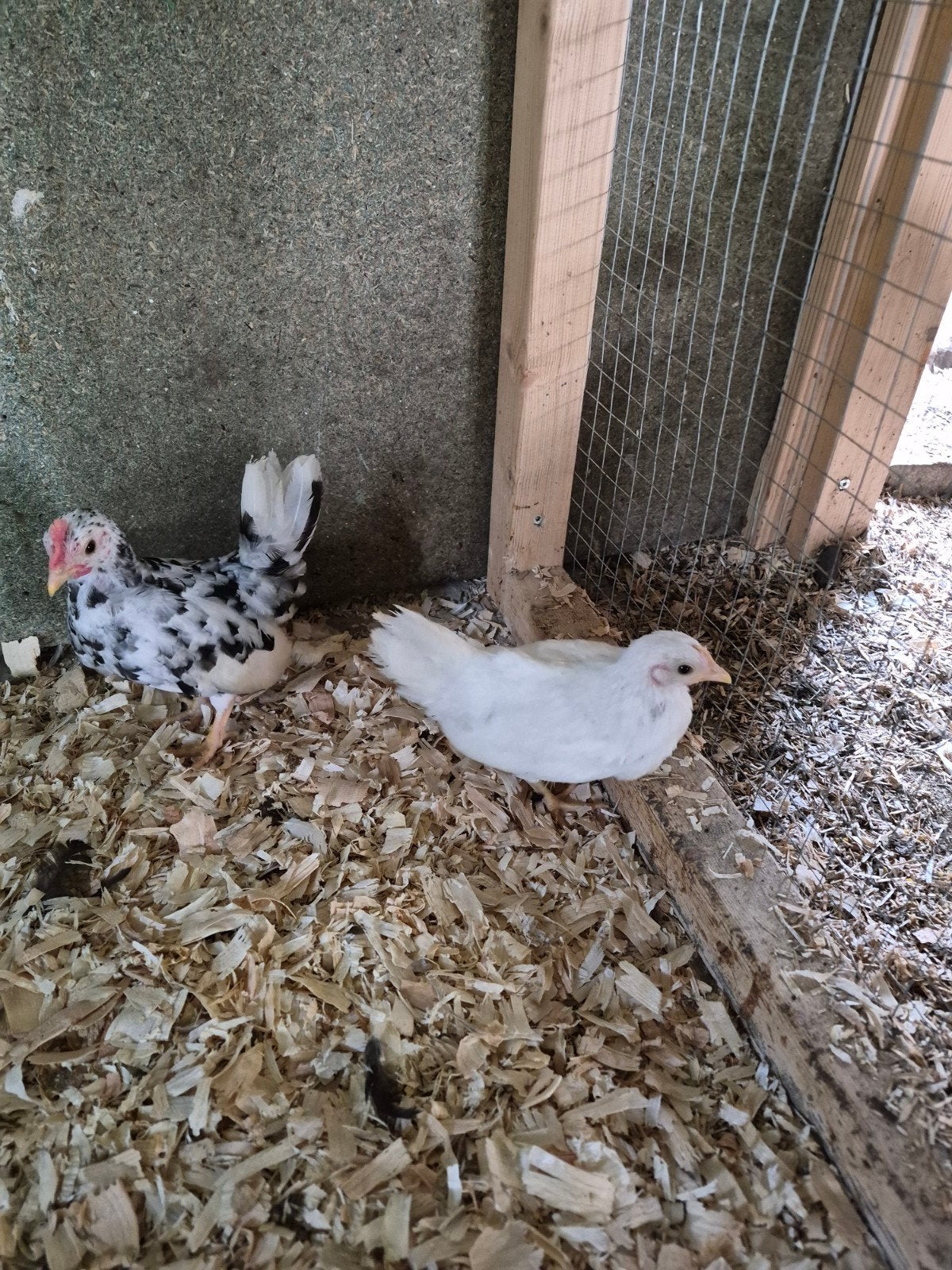 Chabo hennetje en haantje, Meerdere dieren, Kip