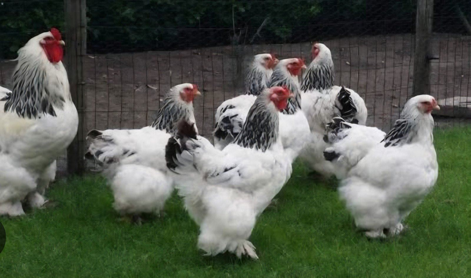 brahma in meerdere kleuren, Dieren en Toebehoren, Pluimvee, Meerdere dieren, Kip