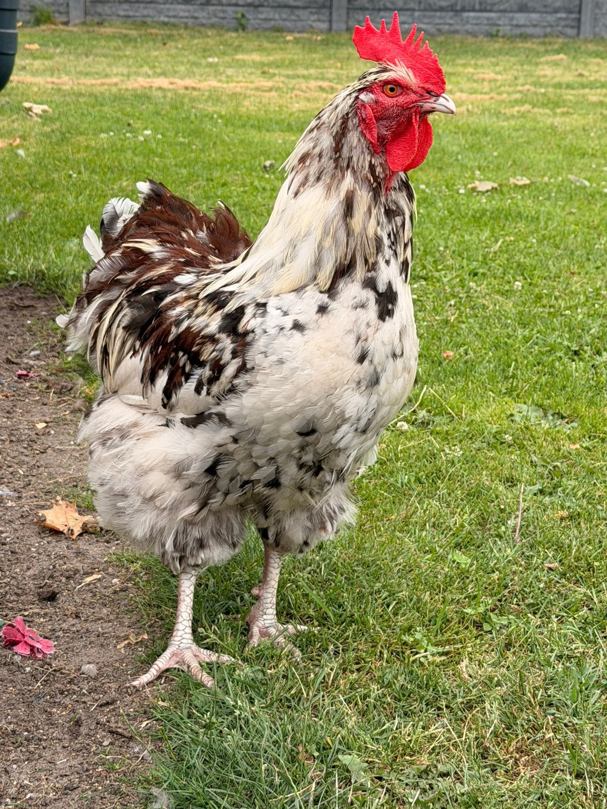 Zeer mooie PORSELEIN orpington haan ( groot! geen kriel ), Dieren en Toebehoren, Pluimvee, Mannelijk, Kip