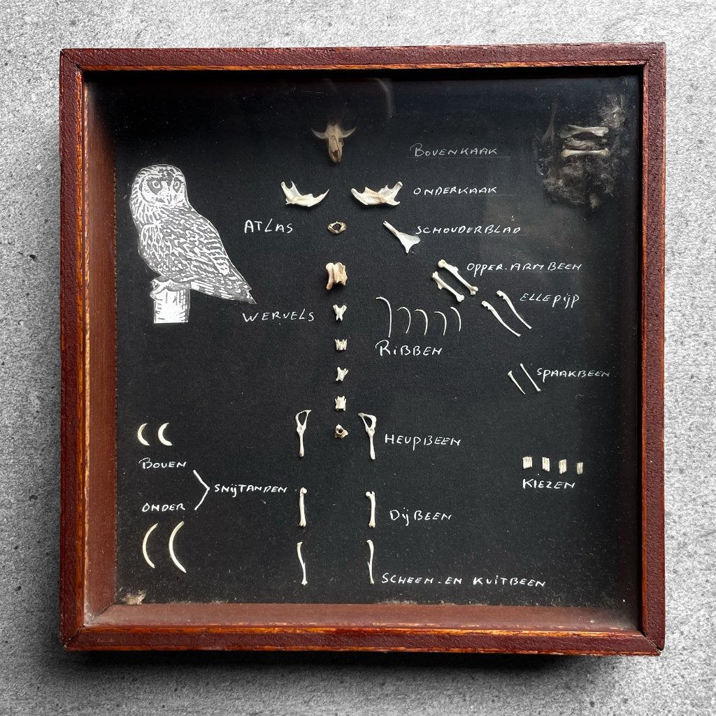 Vintage biologie vitrinekastje uilenbal, skelet, rariteiten, Ophalen