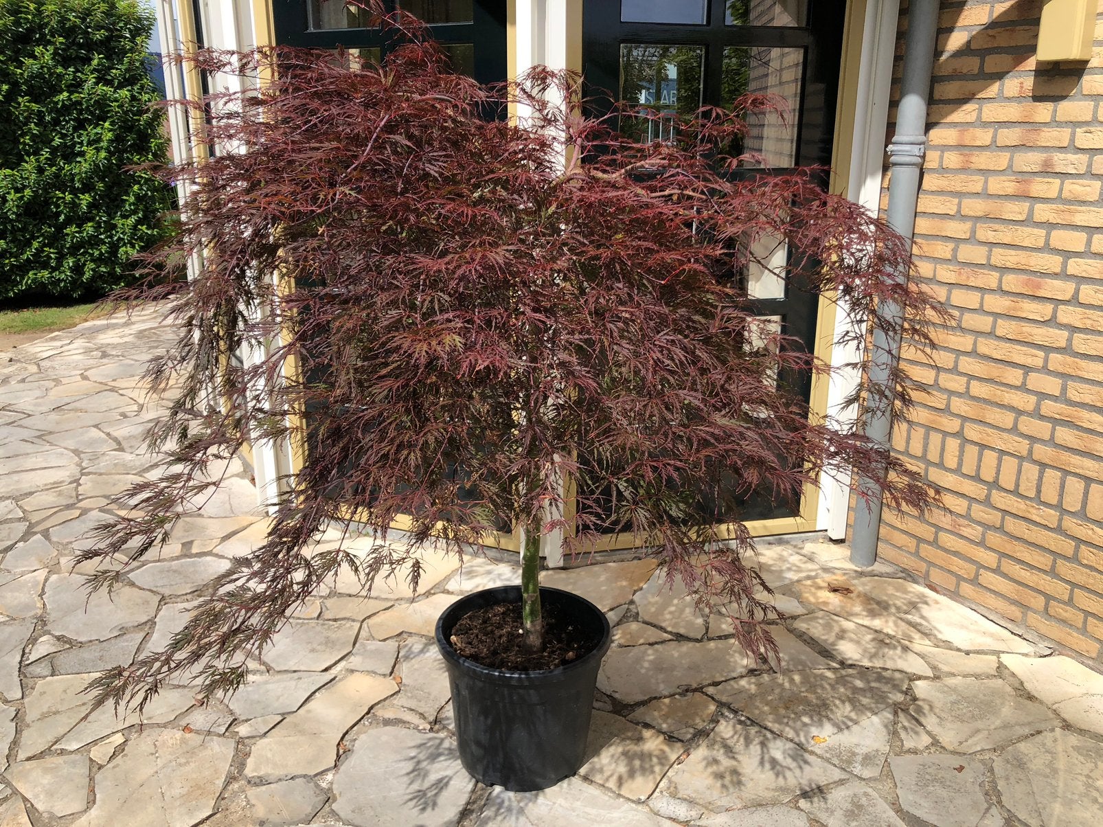Acer palmatum garnet Rood op stam japanse esdoorn, Tuin en Terras, Planten | Tuinplanten, Vaste plant, Bloeit niet, Halfschaduw