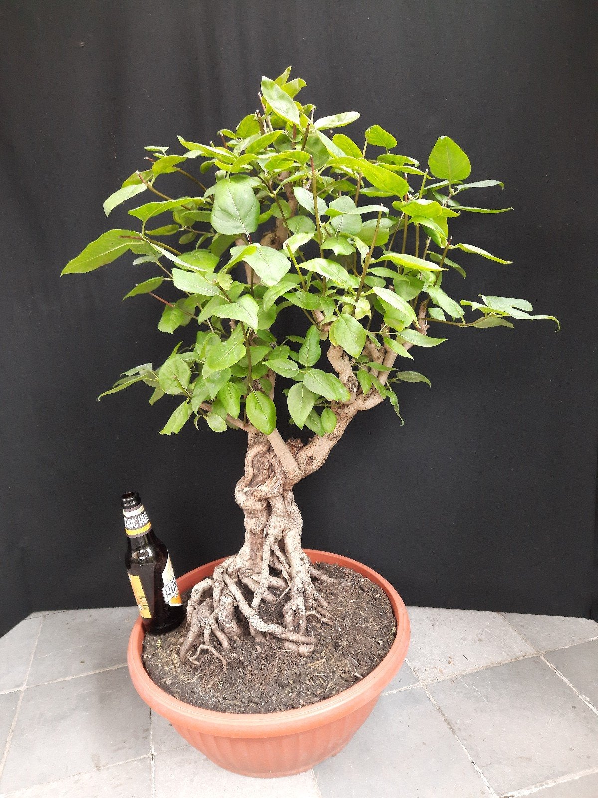 Bonsai Sering, Tuin en Terras, Planten | Bomen, Ophalen, Halfschaduw, Overige soorten, Minder dan 100 cm