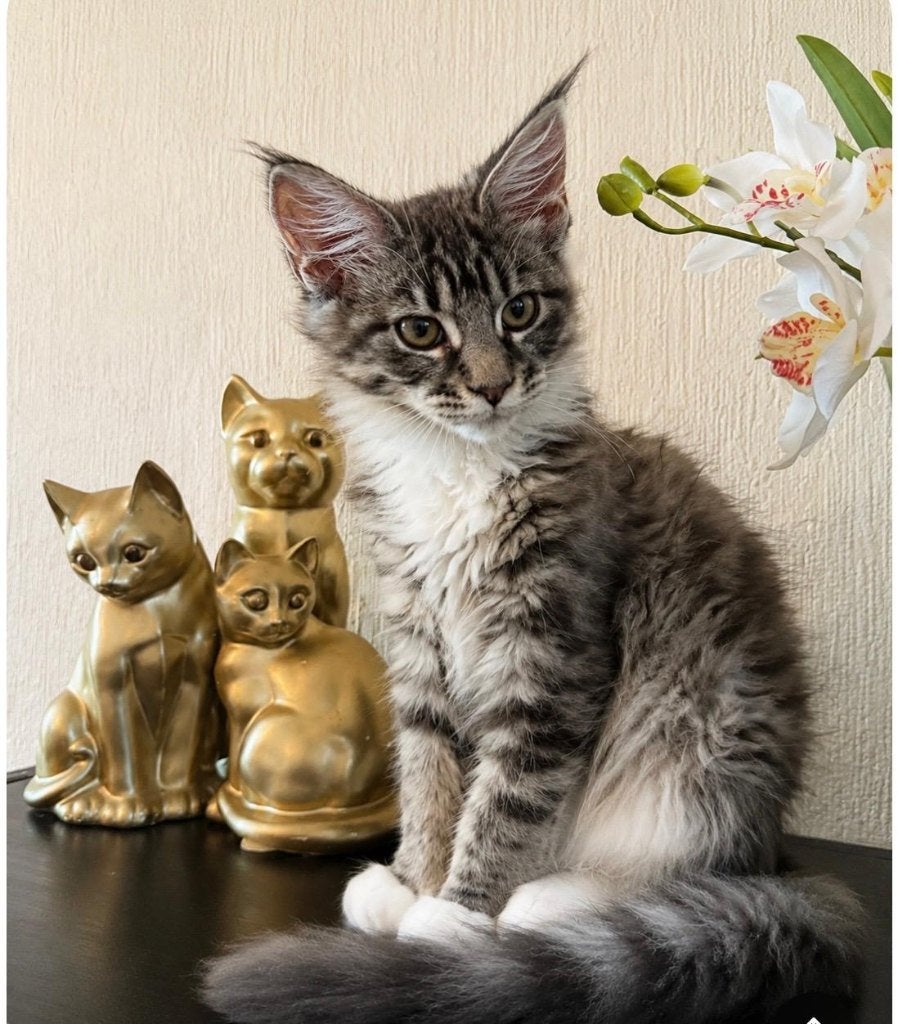 Maine coon  kittens twee damentjes mogen verhuizen, Poes, Ontwormd, 0 tot 2 jaar
