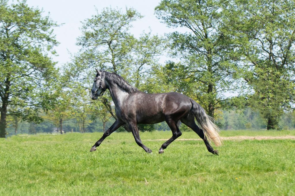 Talentvolle Lusitano ruin 6 jaar, Dieren en Toebehoren, Paarden, Ruin, Dressuurpaard, 3 tot 6 jaar, 165 tot 170 cm