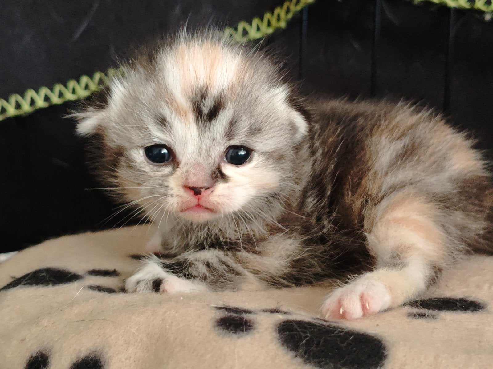 Britse Korthaar X Ragdoll Kittens. Raskatten, Meerdere dieren, Ontwormd, 0 tot 2 jaar