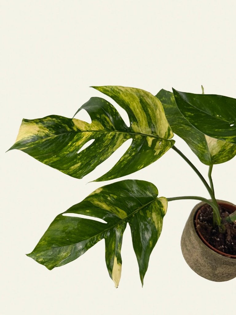 Epipremnum Golden Flame p12, Huis en Inrichting, Kamerplanten, Ophalen of Verzenden, Halfschaduw, Minder dan 100 cm