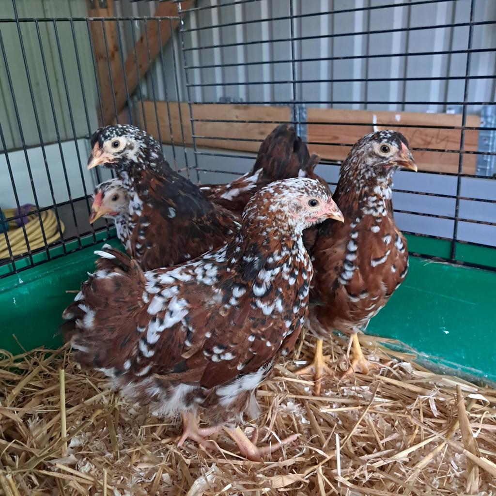 Wyandotte kriel rood porselein., Dieren en Toebehoren, Meerdere dieren, Kip