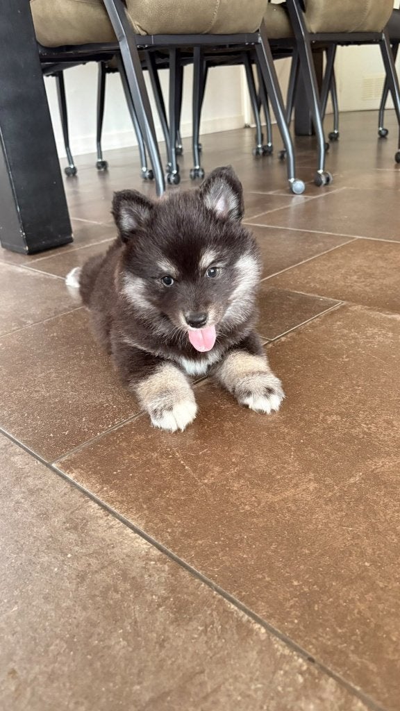 Pomsky / Mini Husky pup reu zwart/wit fluffy, CDV (hondenziekte), 8 tot 15 weken, Eén hond, Nederland