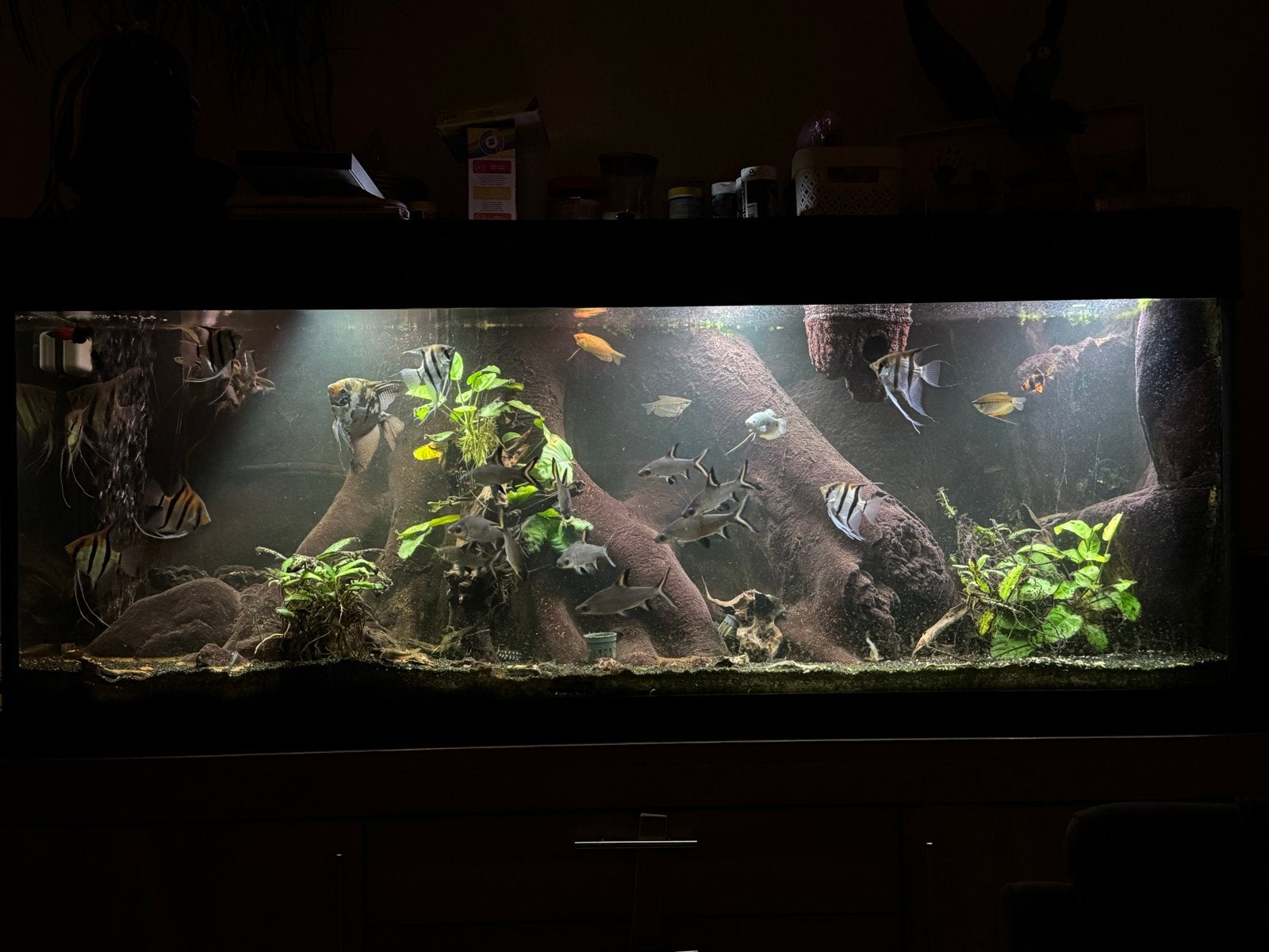 Helemaal overcompleet aquarium met alle toebehoren Top set!, Ophalen, Inclusief vissen, Overige merken, Gevuld zoetwateraquarium