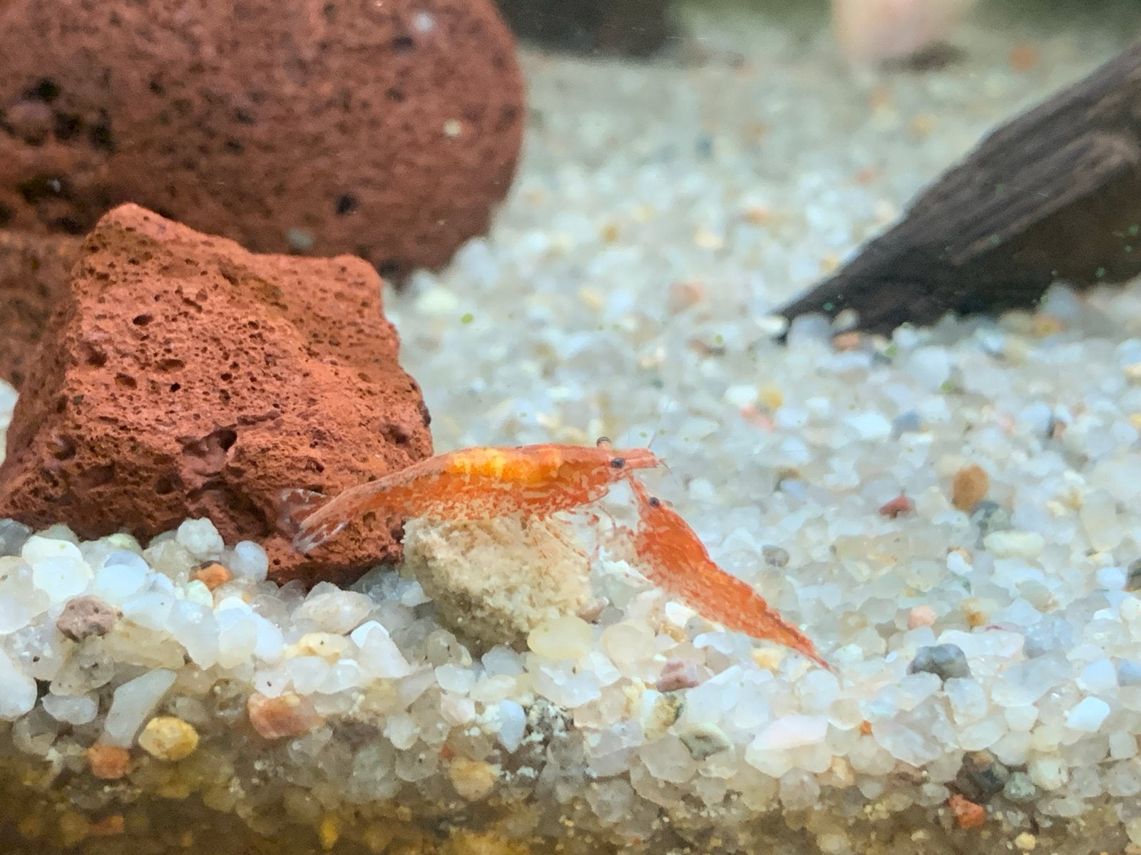 Neocaridina Vuurgarnalen, Dieren en Toebehoren, Vissen | Aquariumvissen, Kreeft, Krab of Garnaal