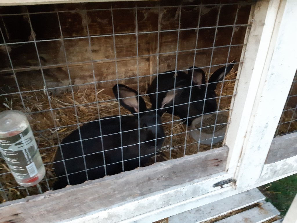 2 zwarte vlaamse reuzen, Meerdere dieren, Groot, 0 tot 2 jaar