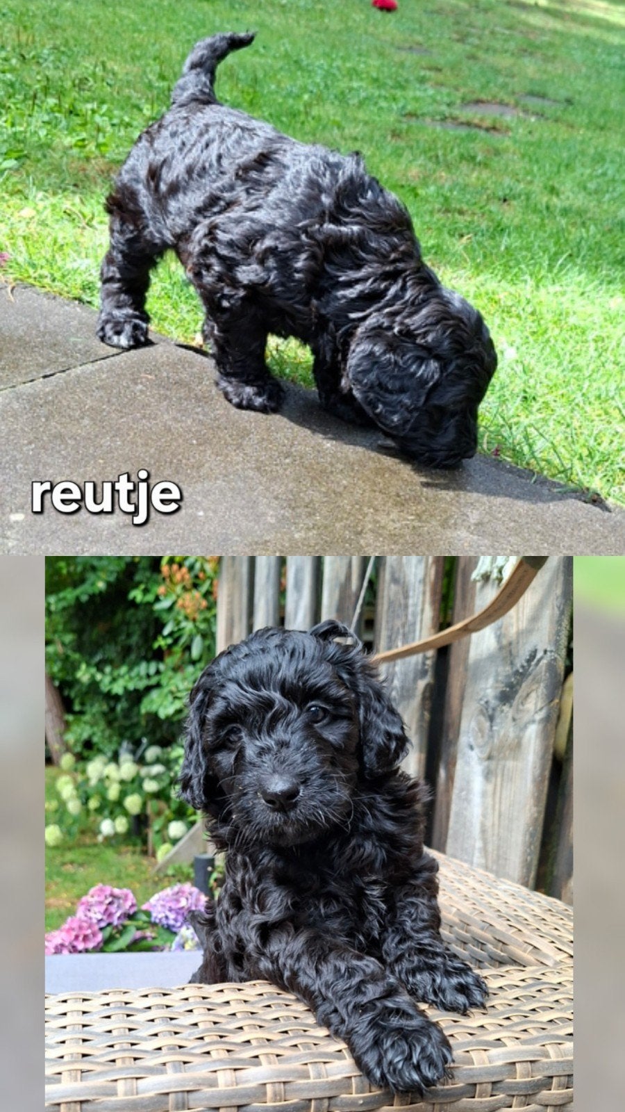 Labradoodle pups., 8 tot 15 weken, Meerdere, Meerdere dieren, Nederland