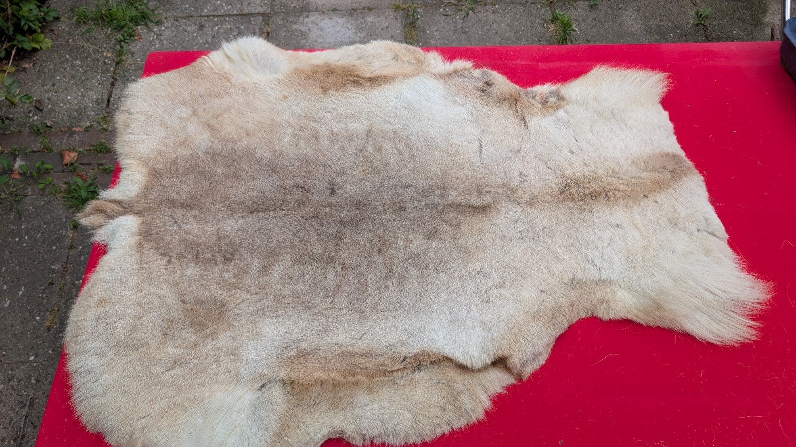 Noorse Rendier Huid, 100 tot 150 cm, Natuurlijk, Landelijk, Zo goed als nieuw, 50 tot 100 cm