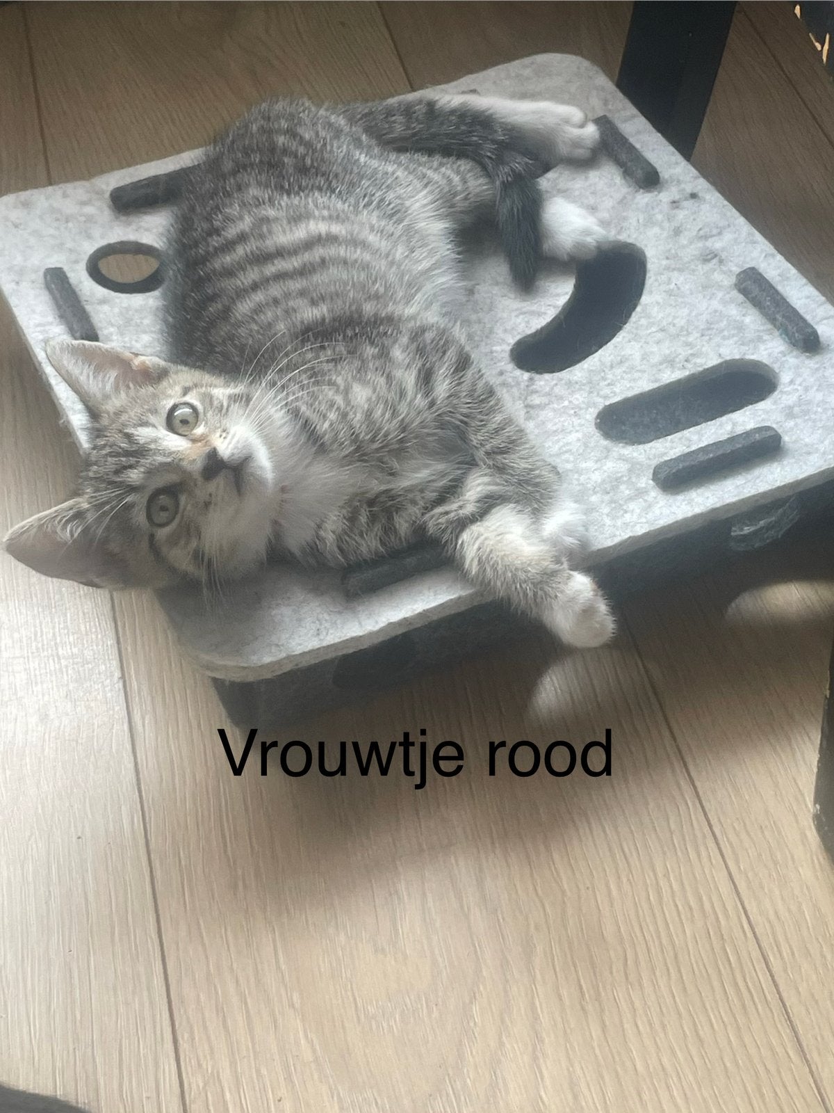 Kittens op zoek naar liefdevol huisje, Dieren en Toebehoren, Katten en Kittens | Overige Katten, Kortharig, Meerdere dieren, 0 tot 2 jaar