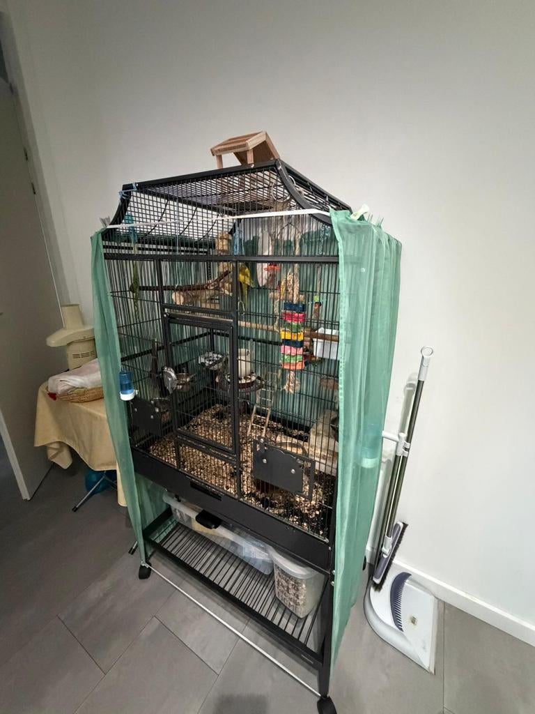 Parkieten stel met toebehoren., Meerdere dieren, Parkiet