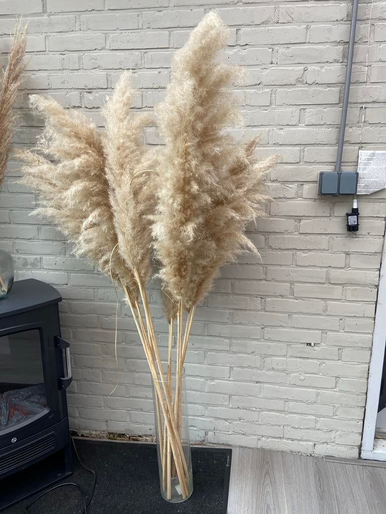 Grote bos echte pluimen (Pampasgras), Beige, Boho, Ophalen of Verzenden, Zo goed als nieuw