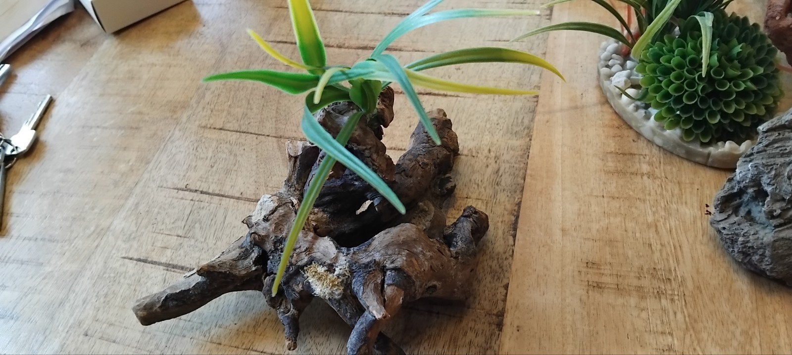 Aquarium kunstof hout, Ophalen, Plant(en), Steen of Hout