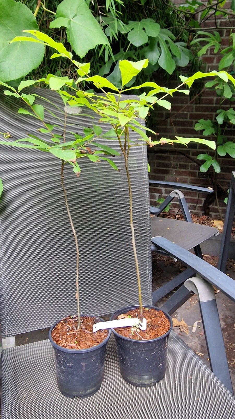 2 Pecan boompjes (Carya illinoinensis) - 60 cm hoog, Tuin en Terras, Planten | Bomen, Bloeit niet, Verzenden, Overige soorten