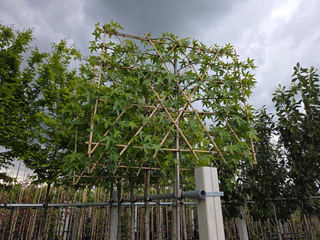 Lei bomen lei amberboom Liquidambar Worplesdon, Tuin en Terras, Planten | Bomen, Ophalen