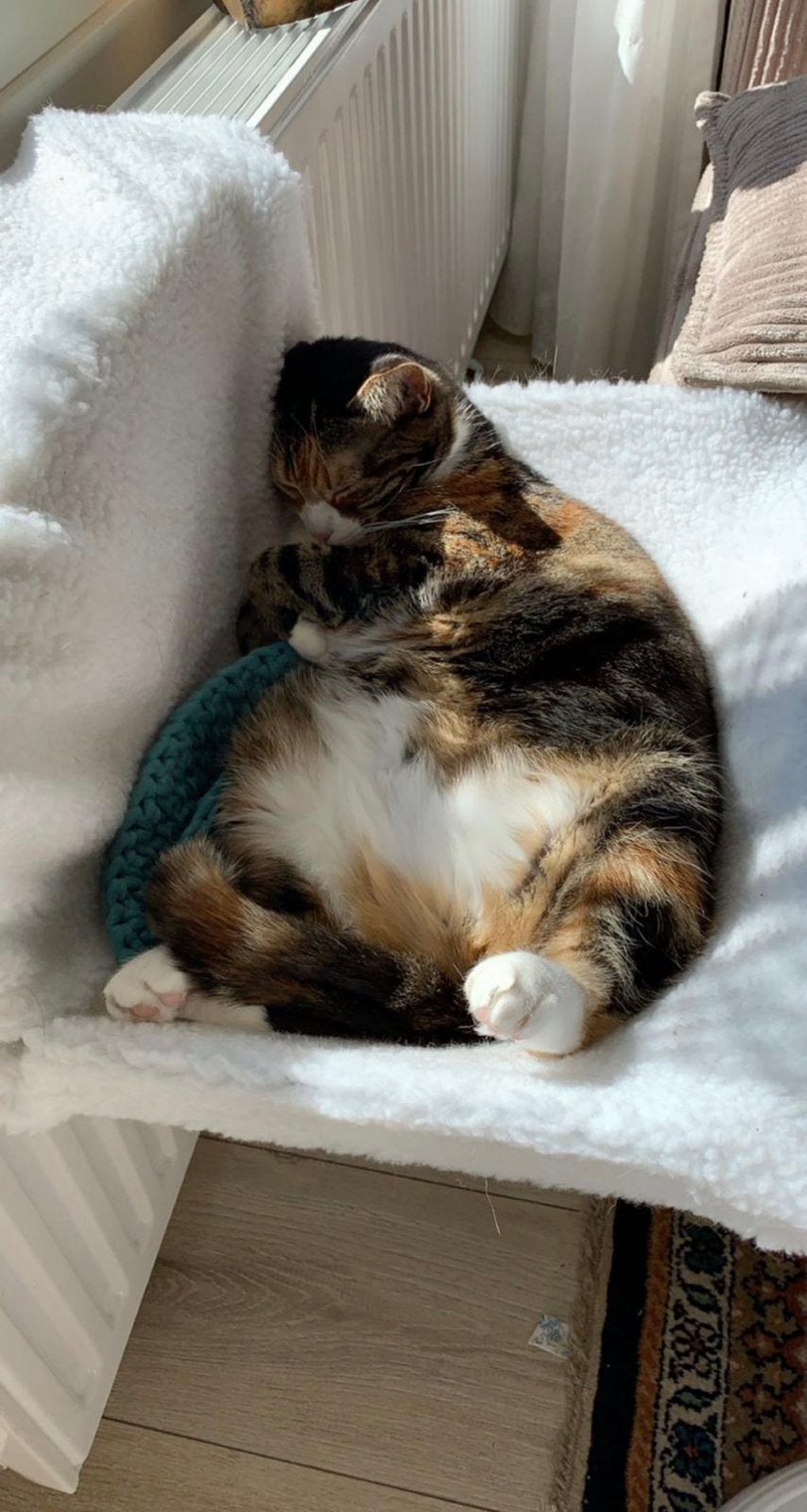 2 lieve poezen zoeken nieuw huis, Dieren en Toebehoren, Katten en Kittens | Dekkaters