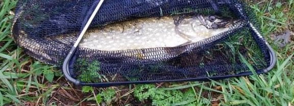Snoekstreamer FL 9 (14 gram) op Double Hook/Fleurhaak, Ophalen, Nieuw, Complete set
