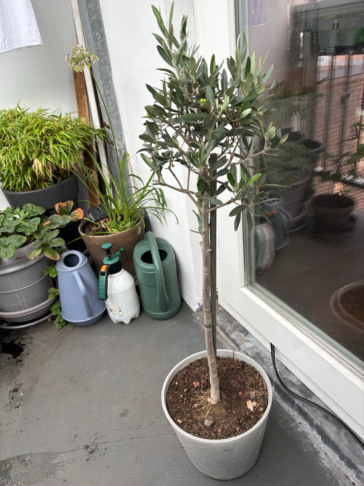 Olijfboom in pot - Perfect voor terras of balkon, Lente, 100 tot 250 cm, Olijfboom, Ophalen