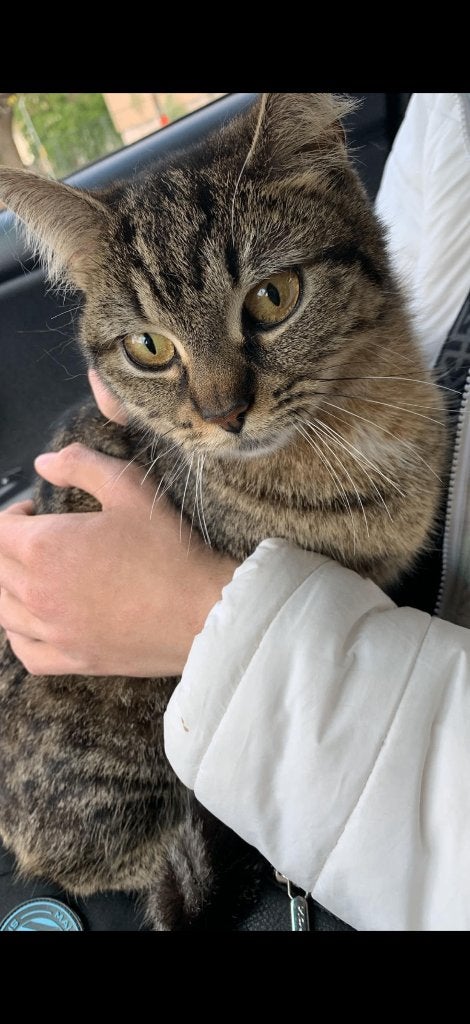 Kat SPOED OVERNEMEN, Kater, Gechipt, 3 tot 5 jaar