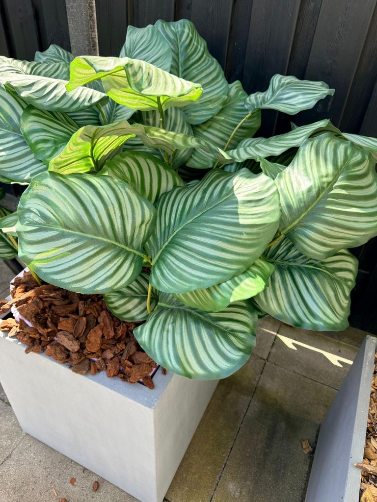 le sansevieria Costa Farms Sansevieria Laurentii, Snake Plant House Plant in 10 Inch(es) Pot 1 -Pack one_size