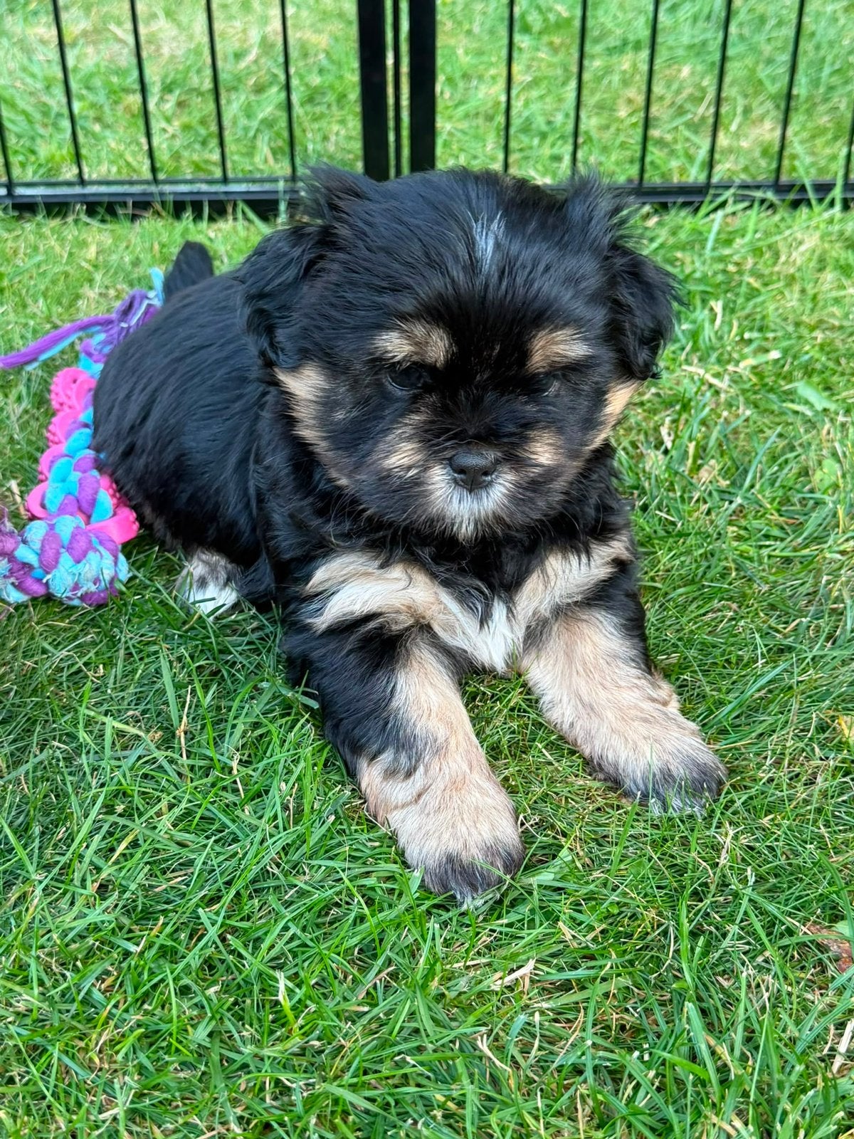 Puppy te koop shizu boomer 2 reutjes, Overige rassen, 8 tot 15 weken, Parvo, Meerdere